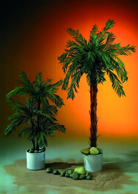 Cycus palma  s 2191 listy, 180cm