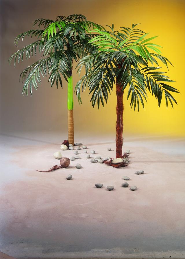 Phoenix královská palma - 18listů, 380cm