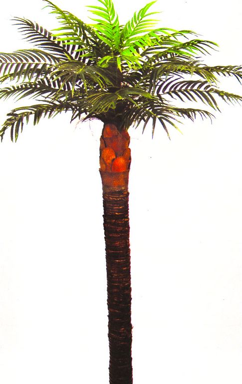 Phönix palma s pravým kmenem 190cm