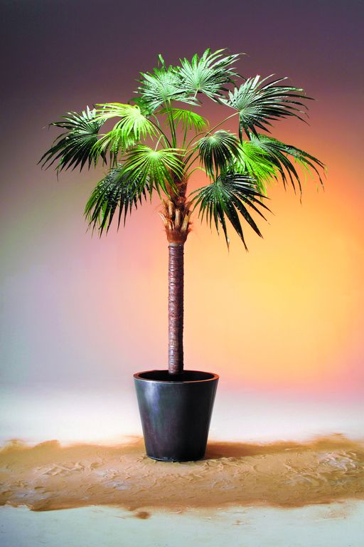 Vějířovitá palma 240 cm
