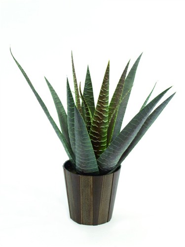 Agave kaktus s květináčem, 36 cm