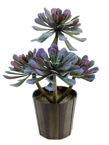 Aeonium rostlina v květináči, olivově-zelená, 30 cm