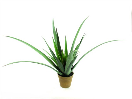 Aloe-Vera rostlina, 80 cm