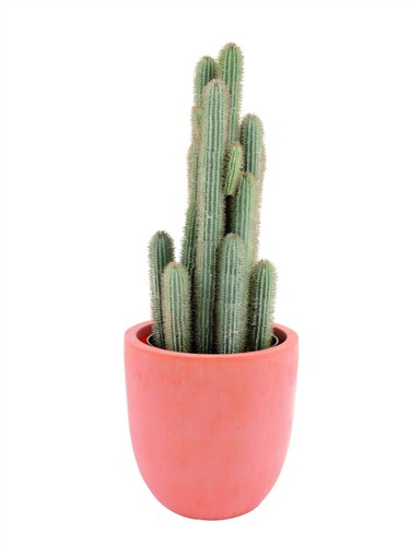 Kaktus v květináči, 90 cm
