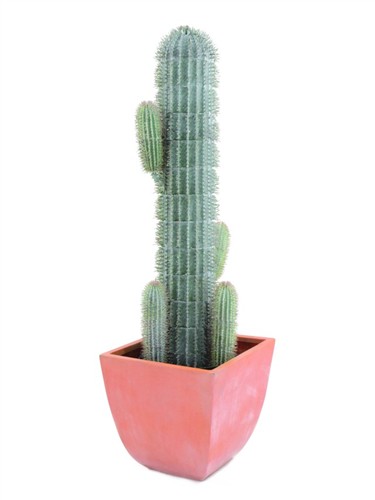 Kaktus Finger v květináči, 90 cm