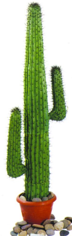 Mexický kaktus zelená 140 cm
