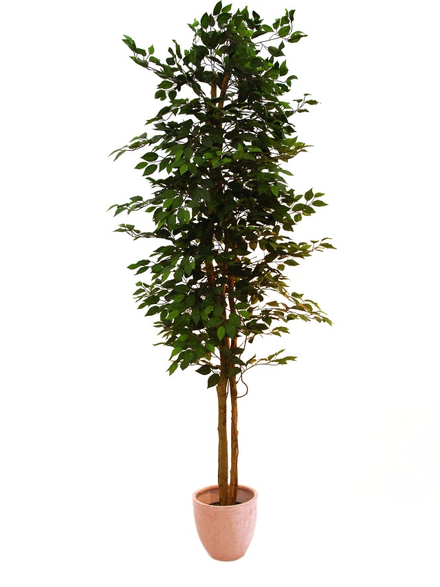 Fikus-Benjamin strom 1512 listů 240cm