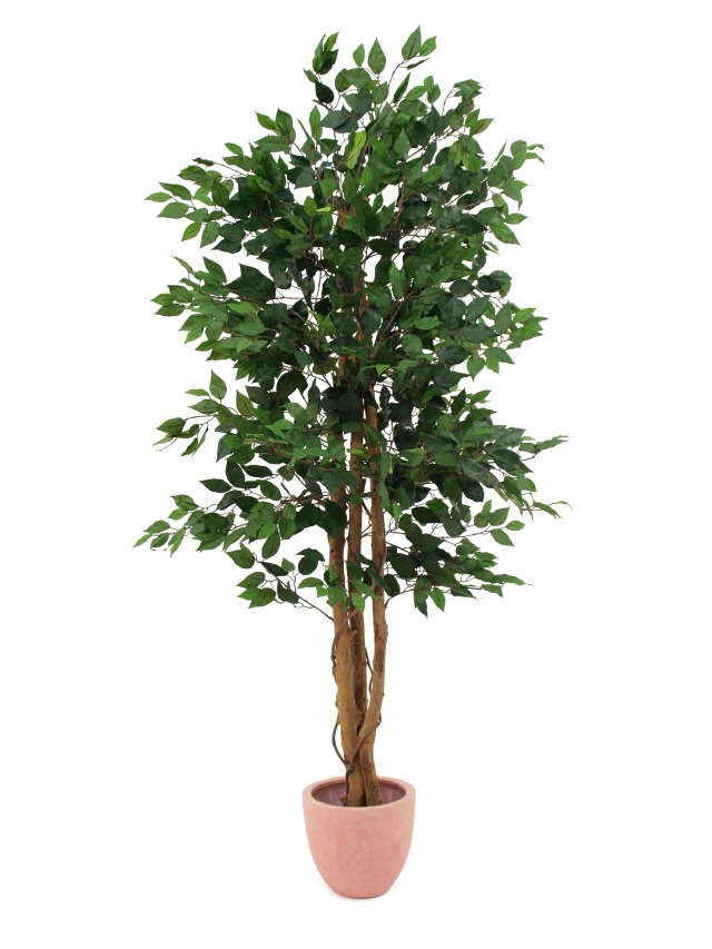 Fíkus Benjamin - 3 přírodní kmeny, 180cm