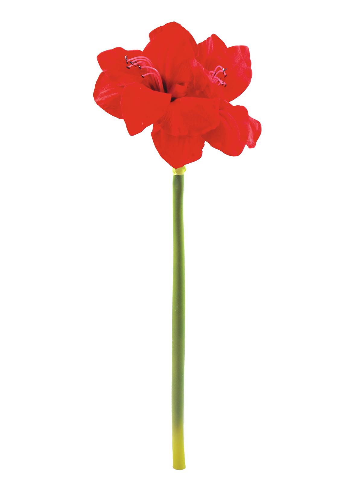 Amaryllis červený, 72 cm