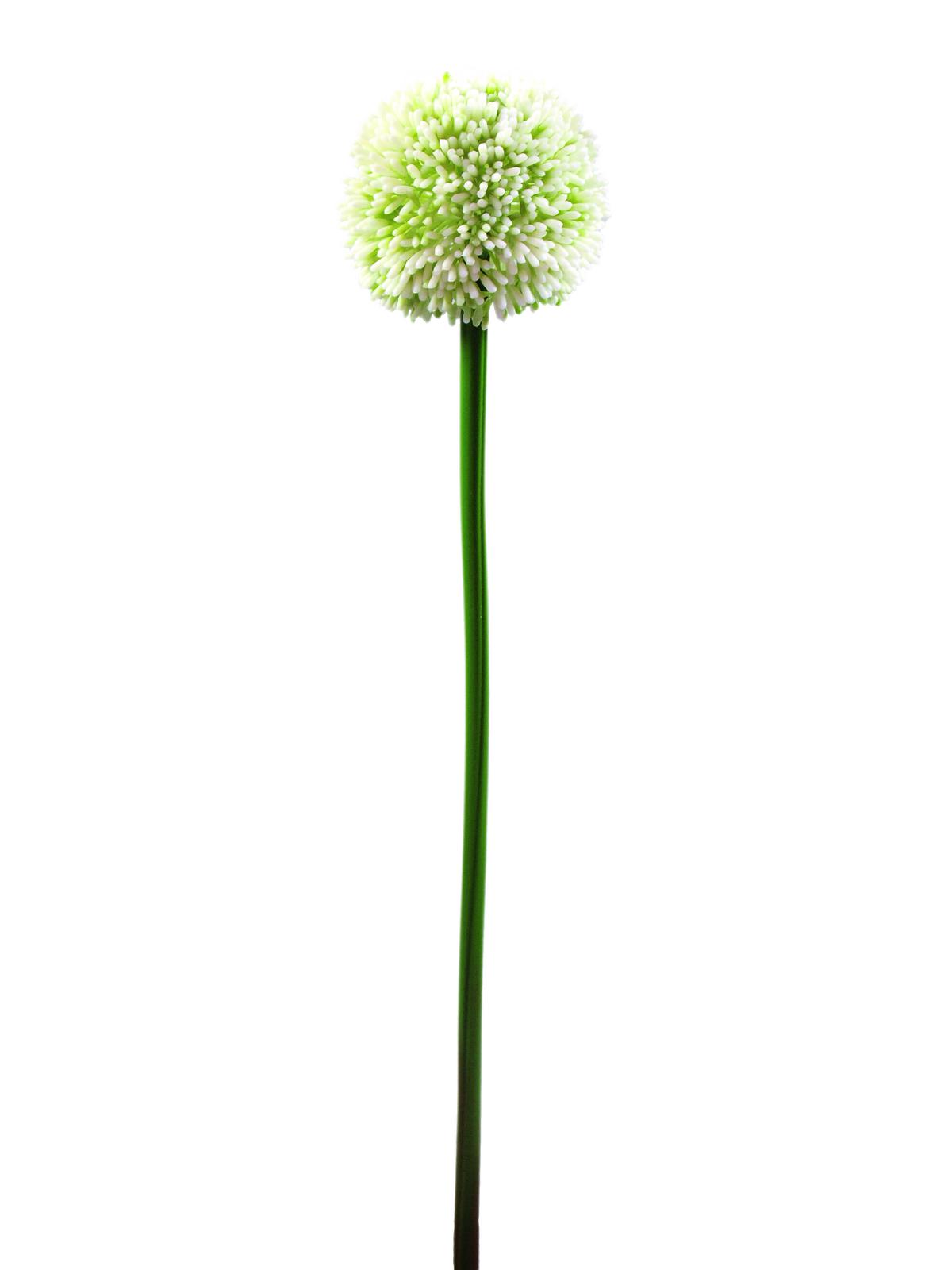 Allium krémová, 55cm