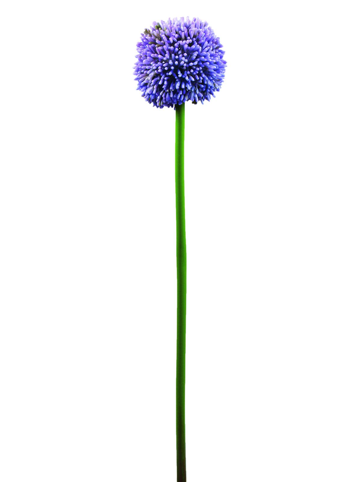 Allium levandulová, 55cm