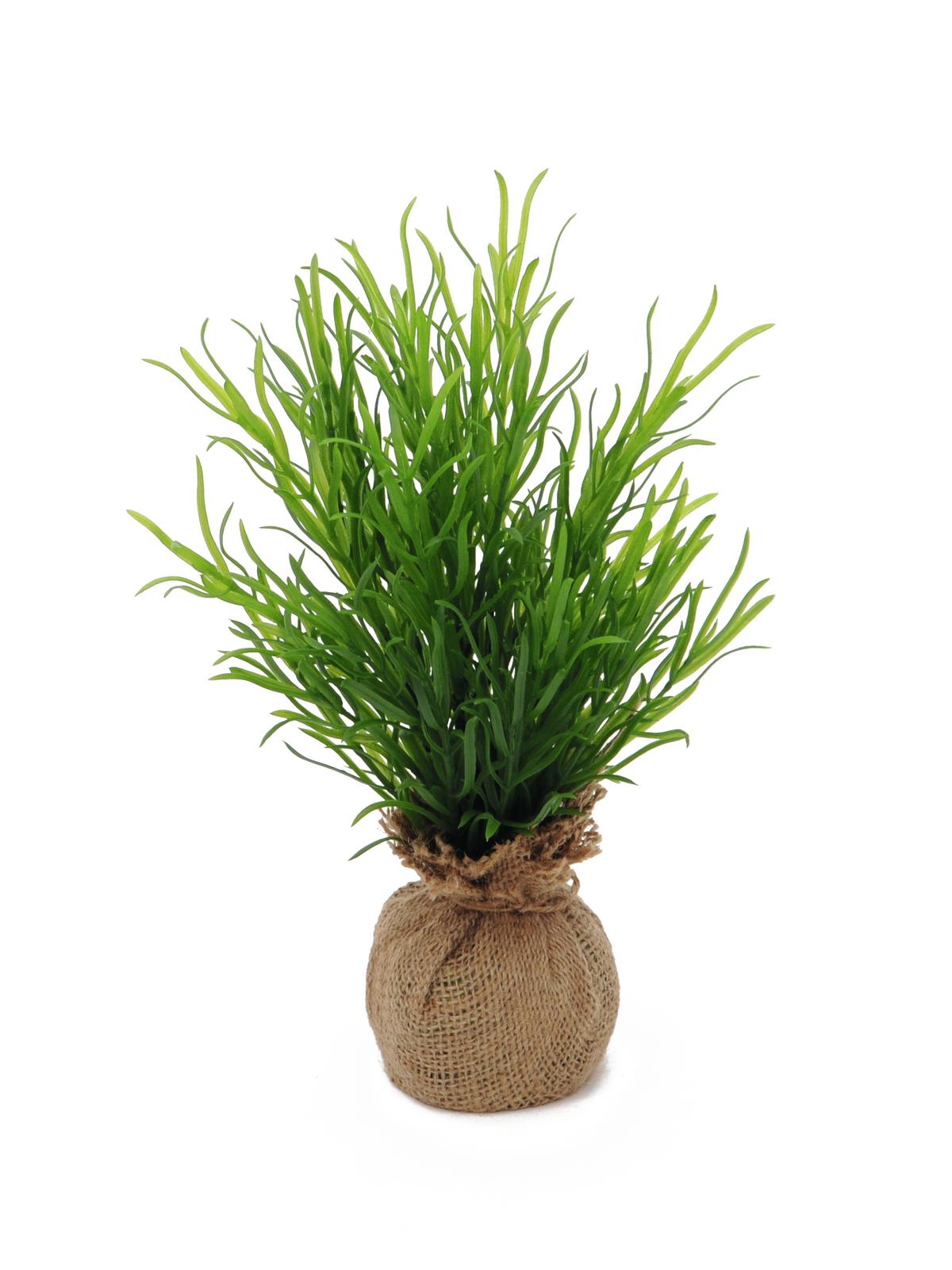 Keř Estragonu, 40cm