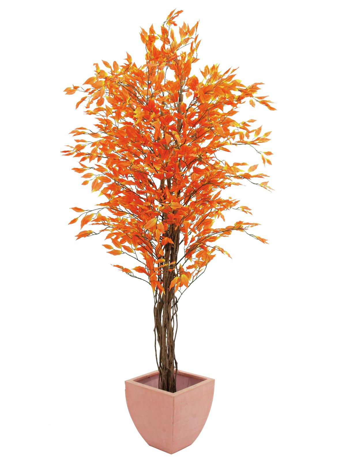 Fíkus strom oranžový, 180 cm