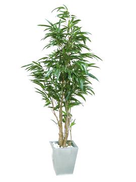 Fíkus Longifolia - přírodní kmen, 210 cm