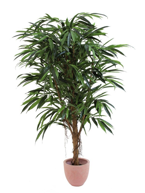 Fíkus longifolia, 150 cm