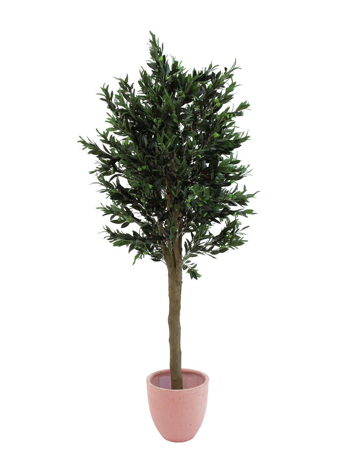 Olivovník - silný přírodní kmen, 200 cm