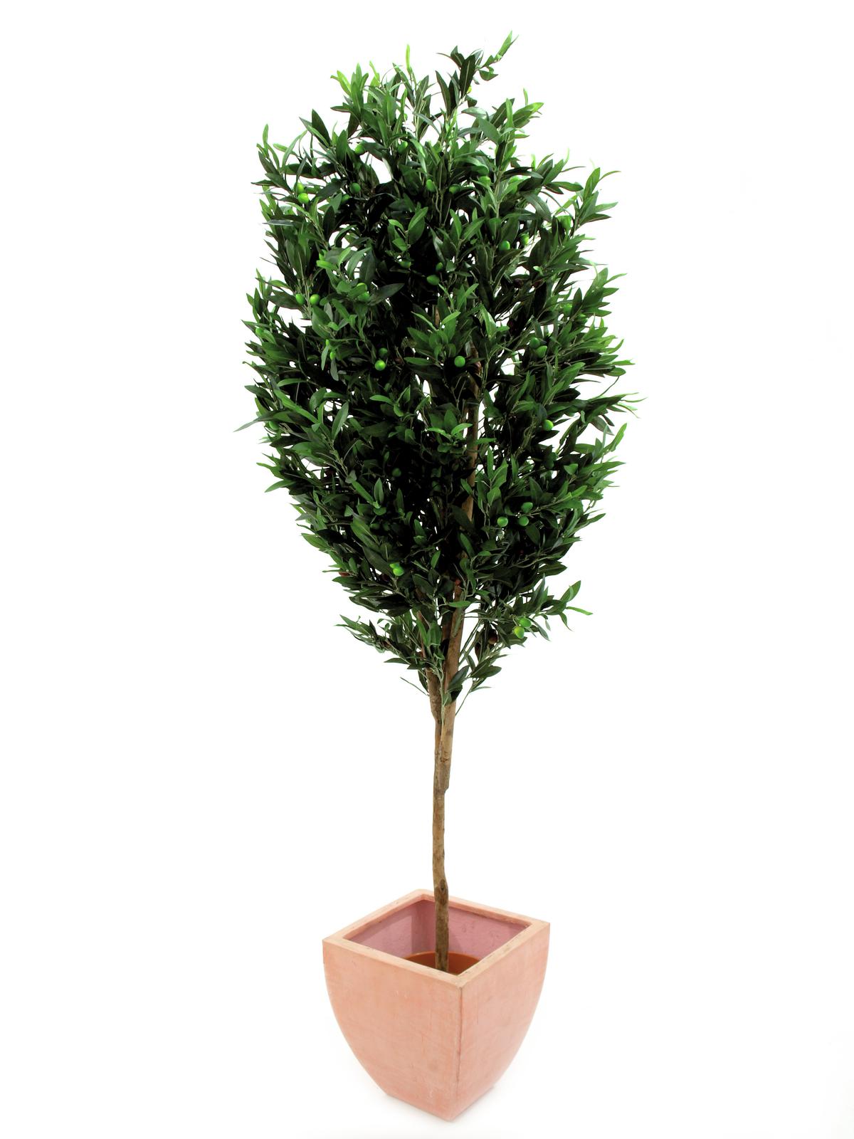 Olivovník - přírodní kmen, 200 cm