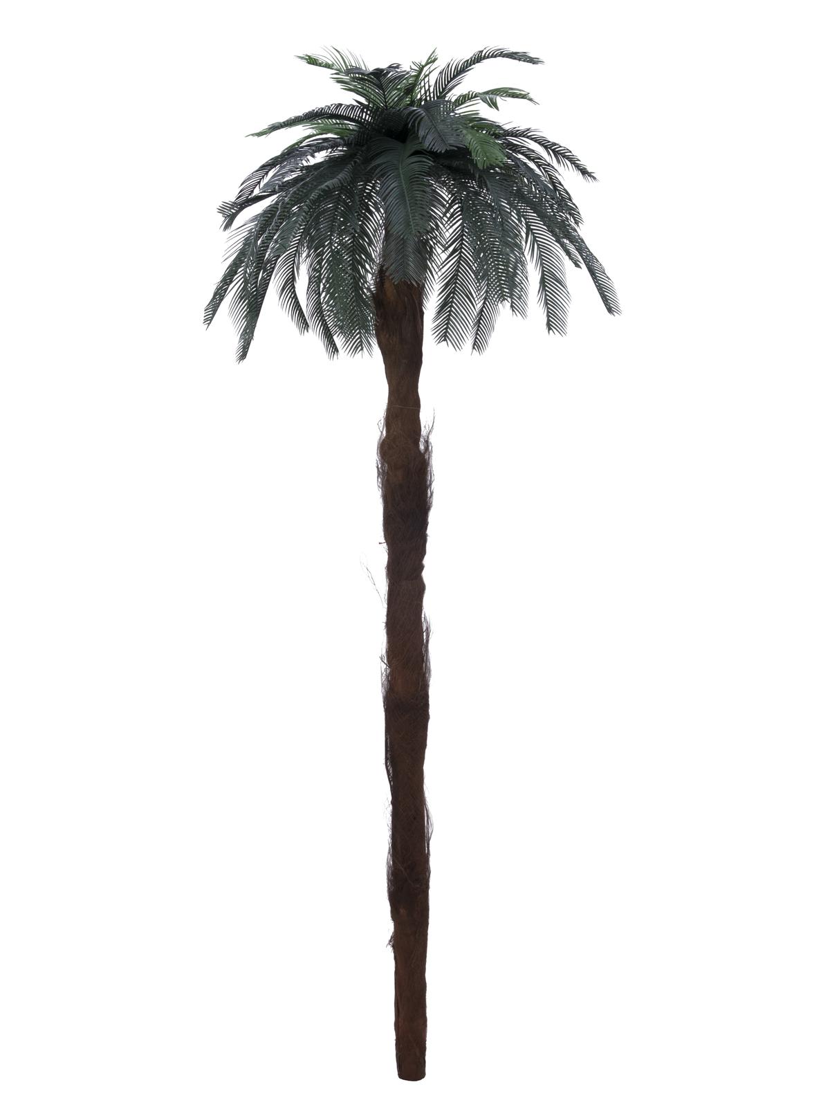 Cycus palma, 210cm