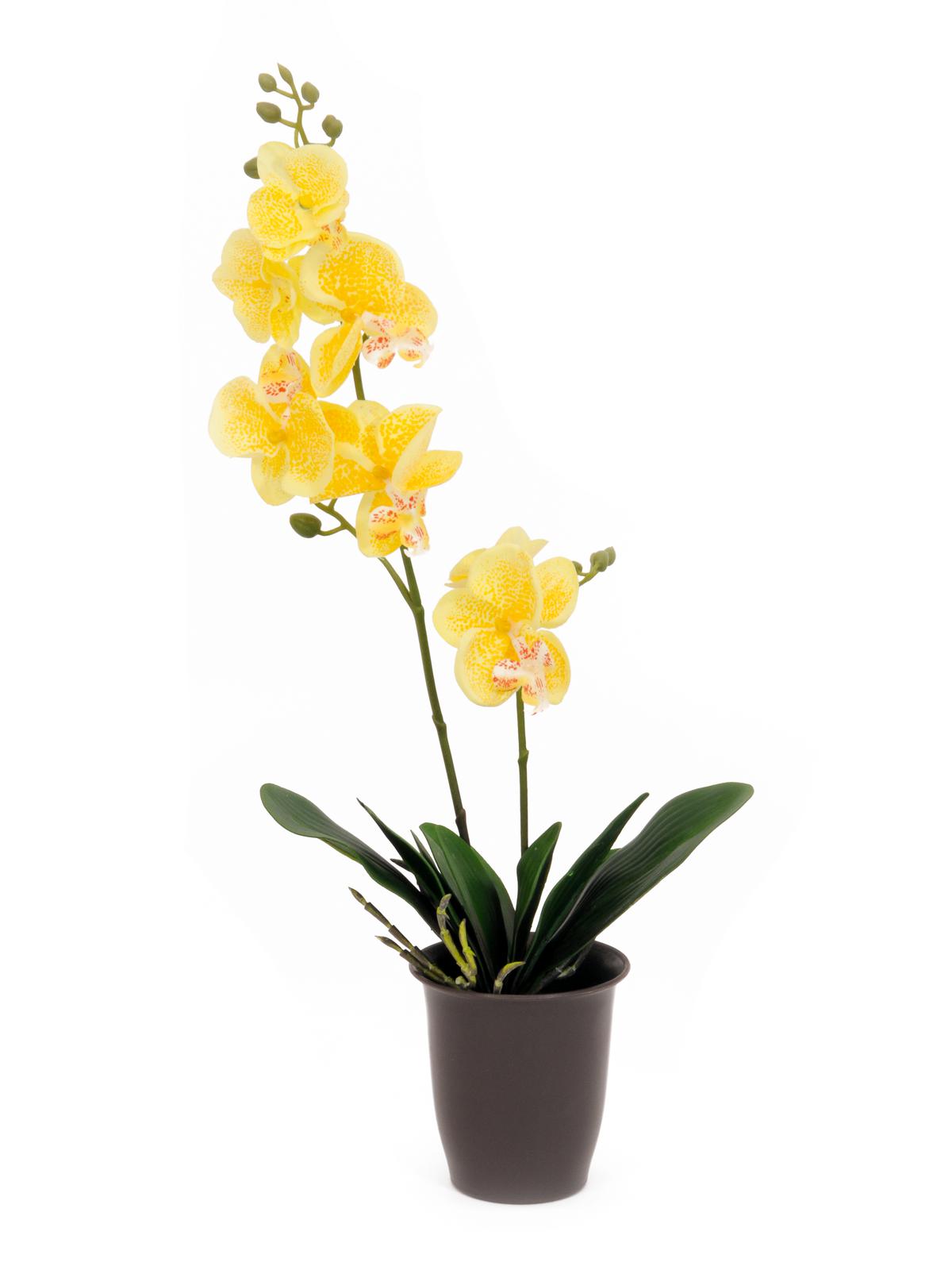 Orchidej žlutá v květináči, 57cm