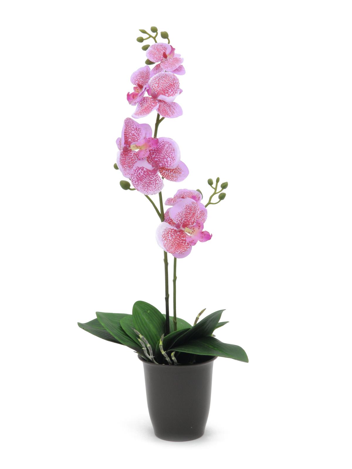 Orchidej růžová v květináči, 57cm