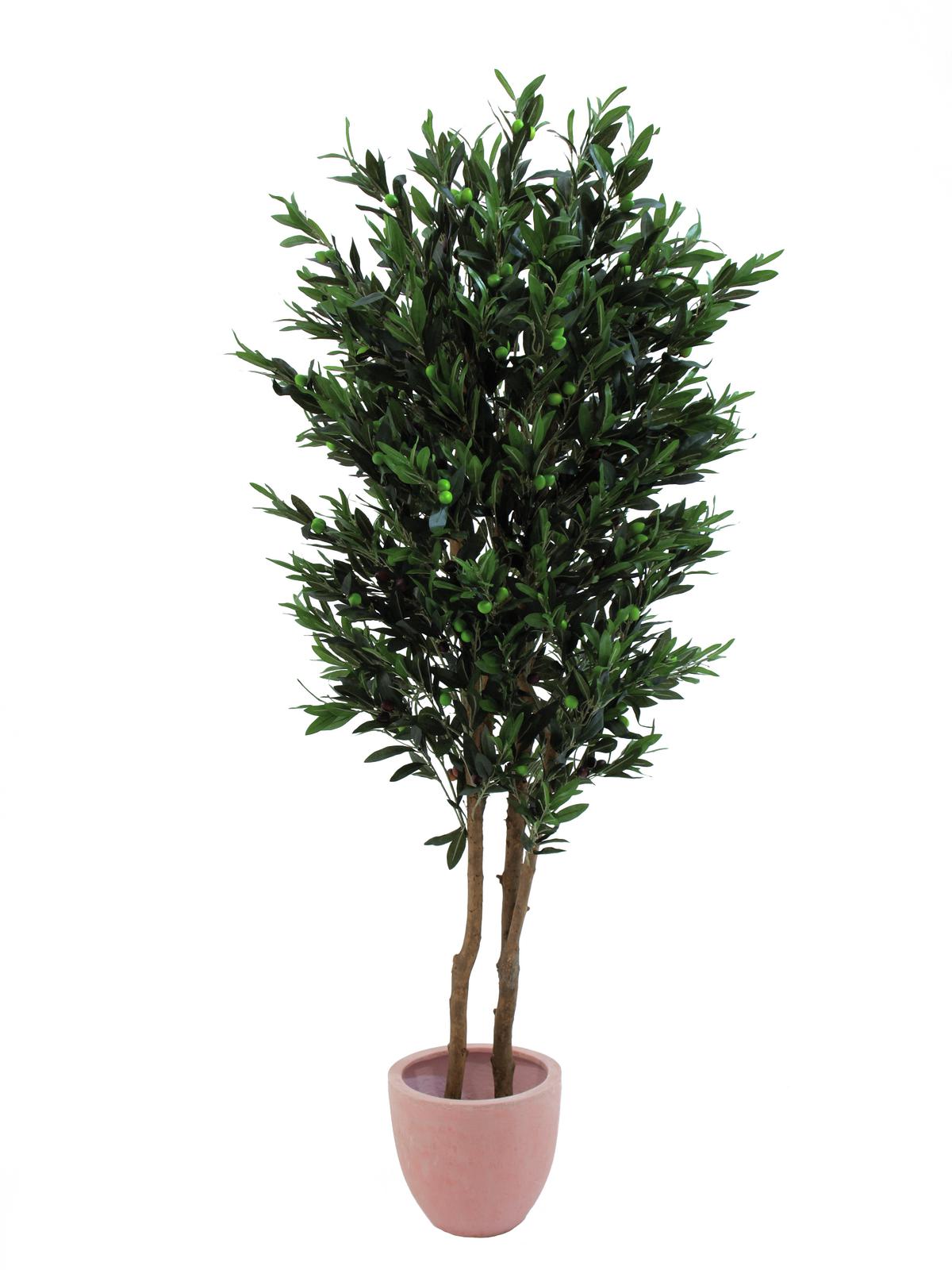 Olivovník - 2 přírodní kmeny, 165 cm