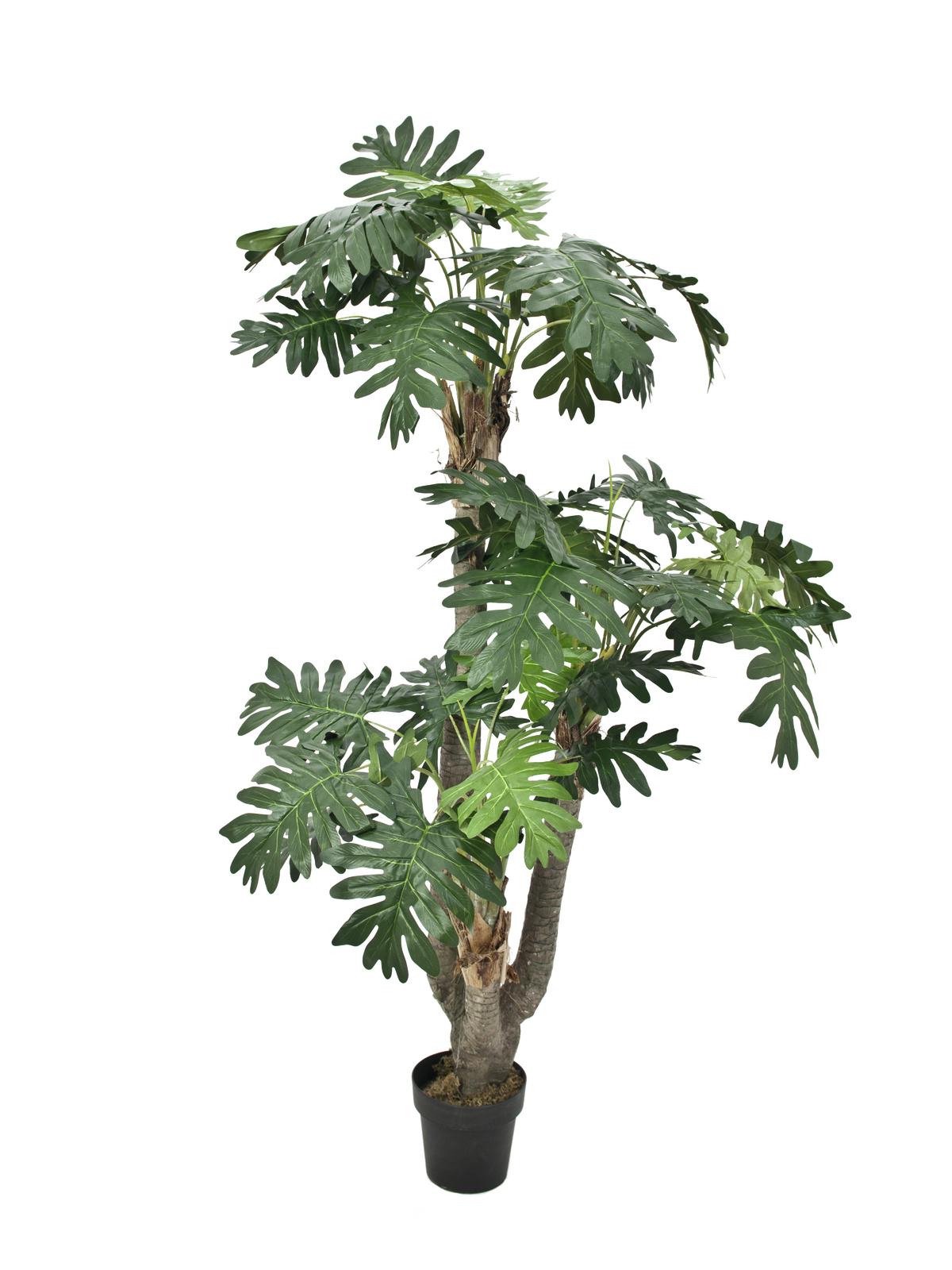 Filodendron palma, 200 cm
