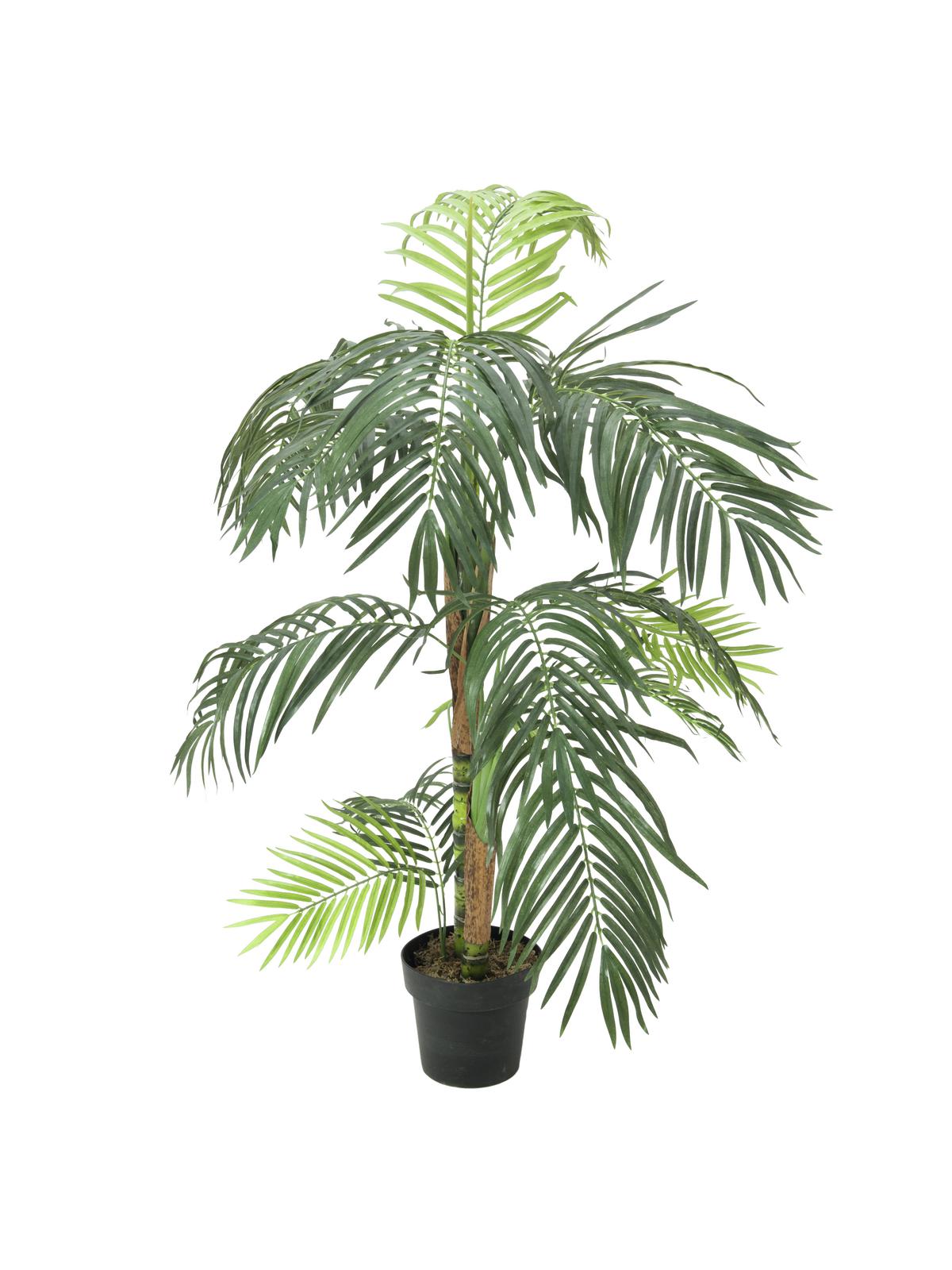 Areca palma - dva kmeny, 155 cm