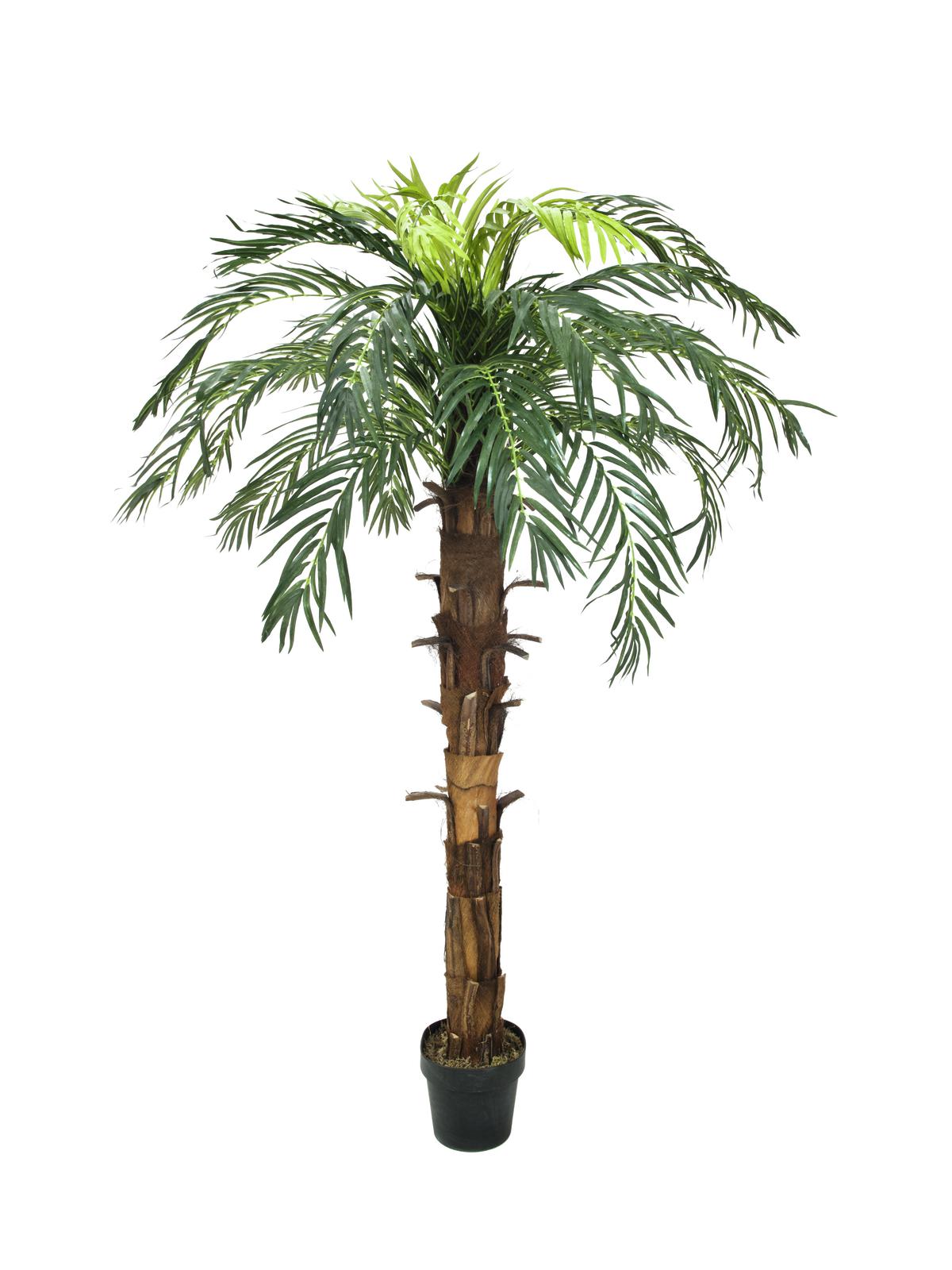 Kokosová královská palma, 180cm
