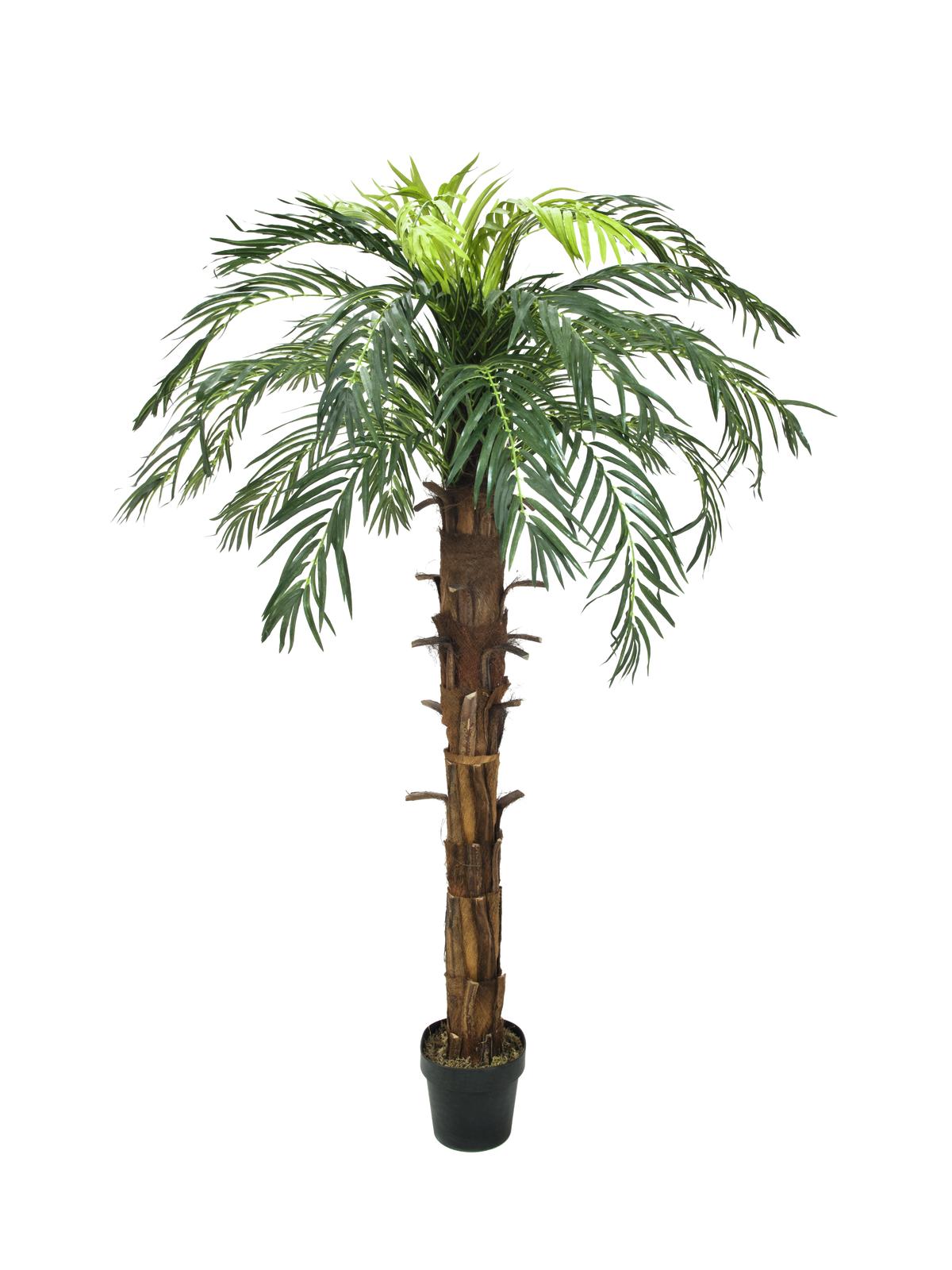 Kokosová královská palma, 220cm