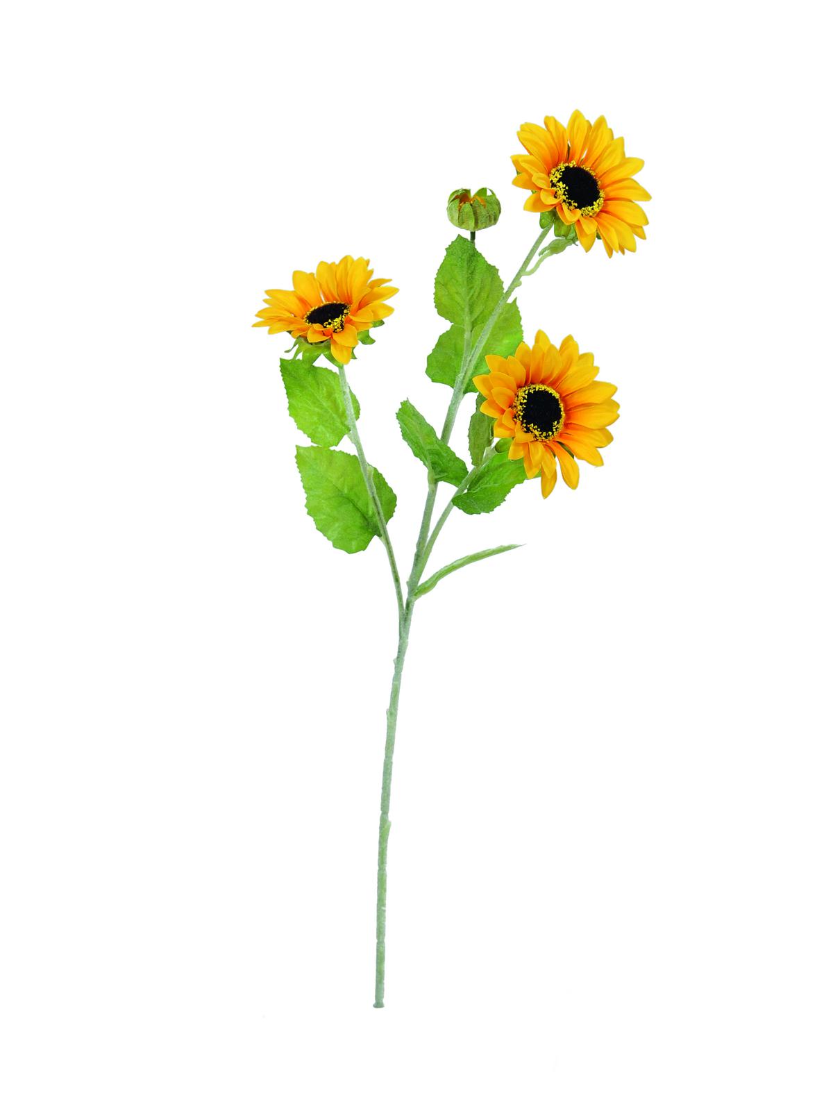 Slunečnice se třemi květy, 70 cm