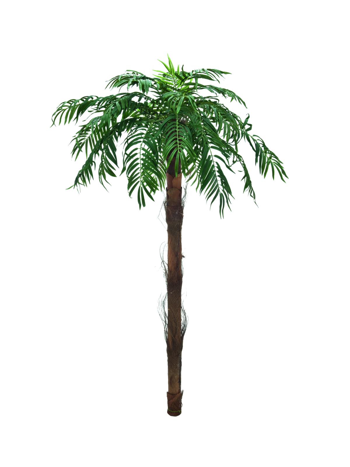 Phönix palma, 190cm
