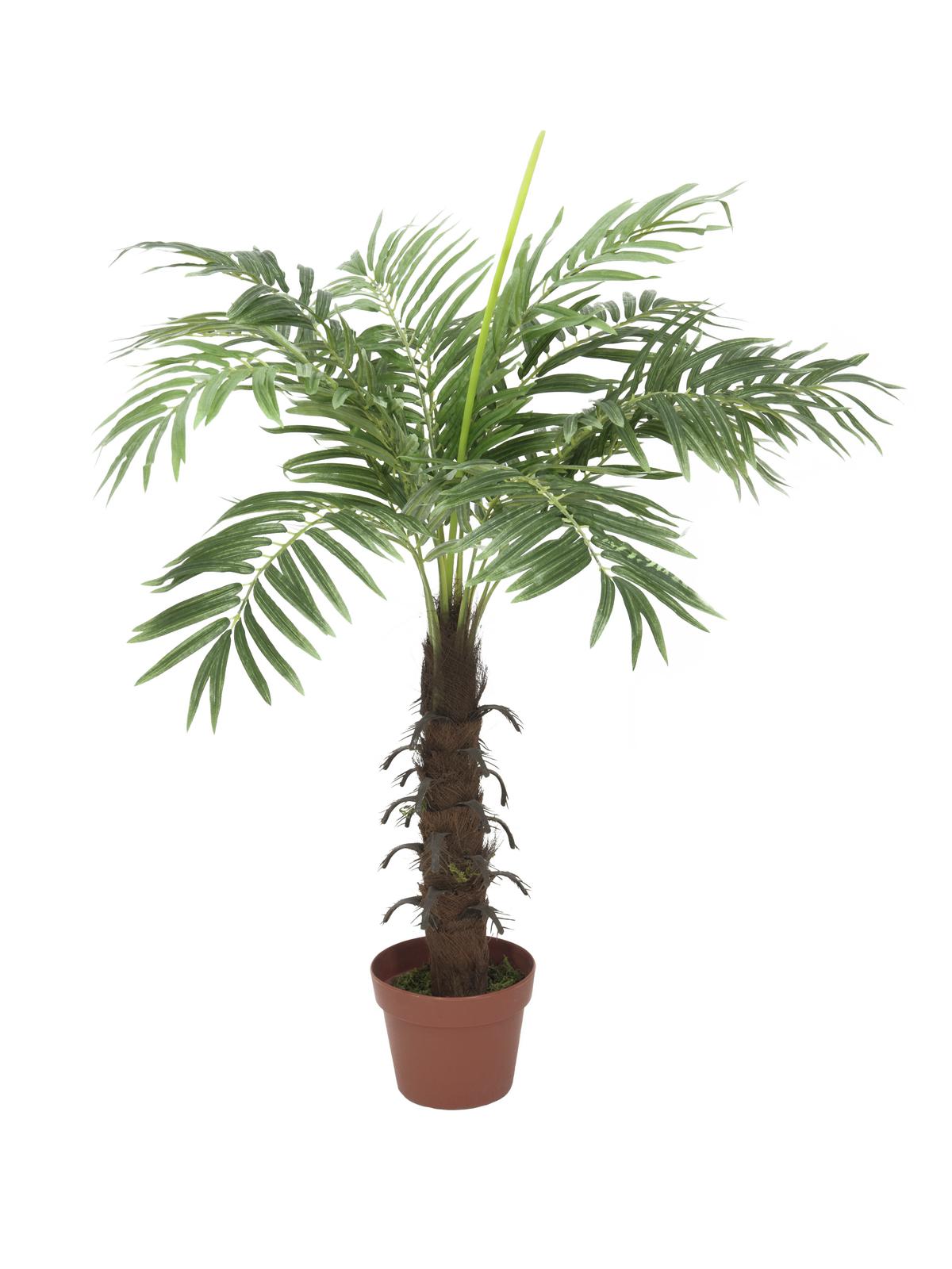 Kokosová palma - 12 listů, 90cm