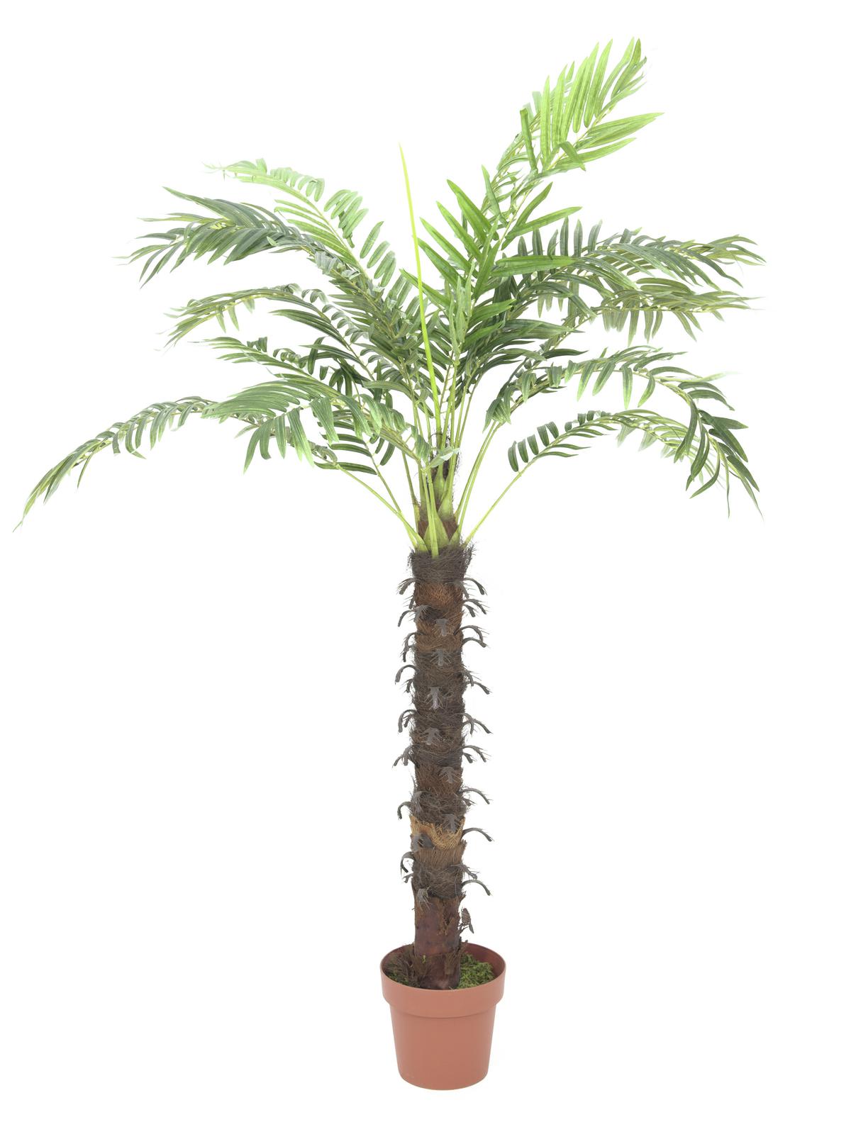 Kokosová palma - 18 listů, 160cm