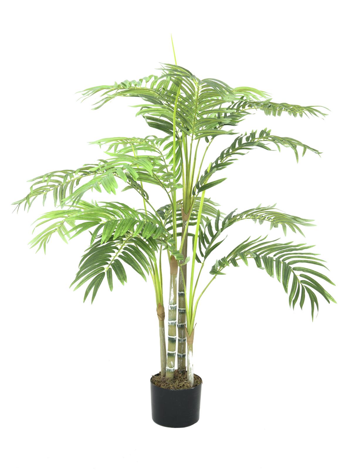 Areca palma - 14 listů, 120cm