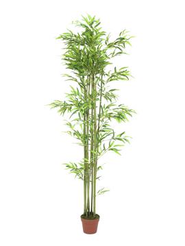 Bambus strom se zelenými kmeny, 180cm