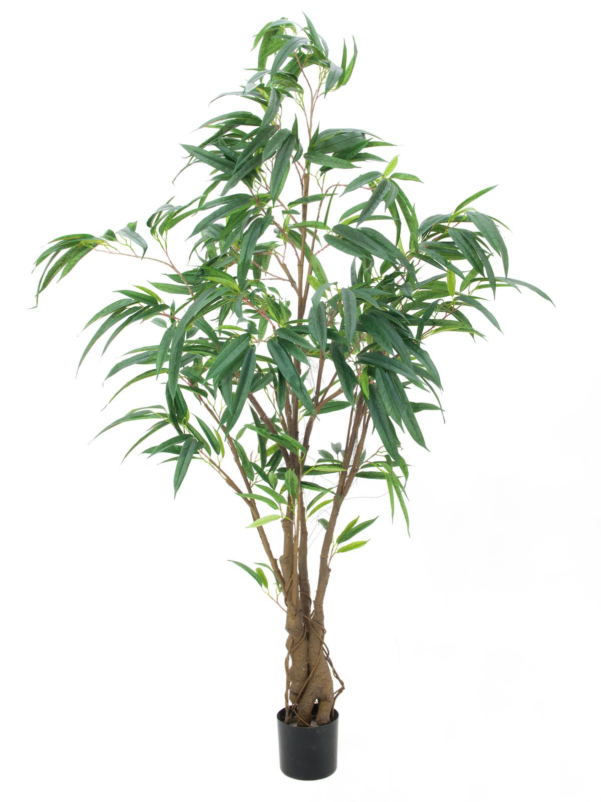 Fíkus Longifolia, 180 cm
