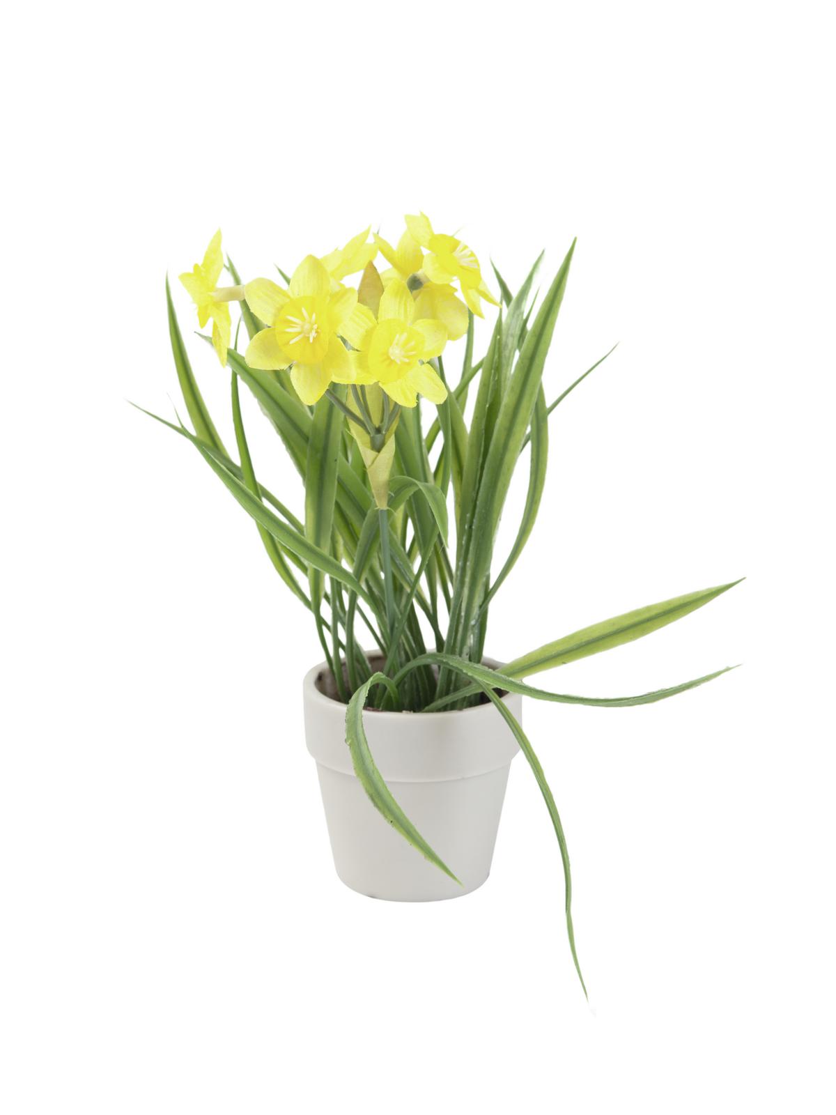 Narcis v květináči, 22 cm