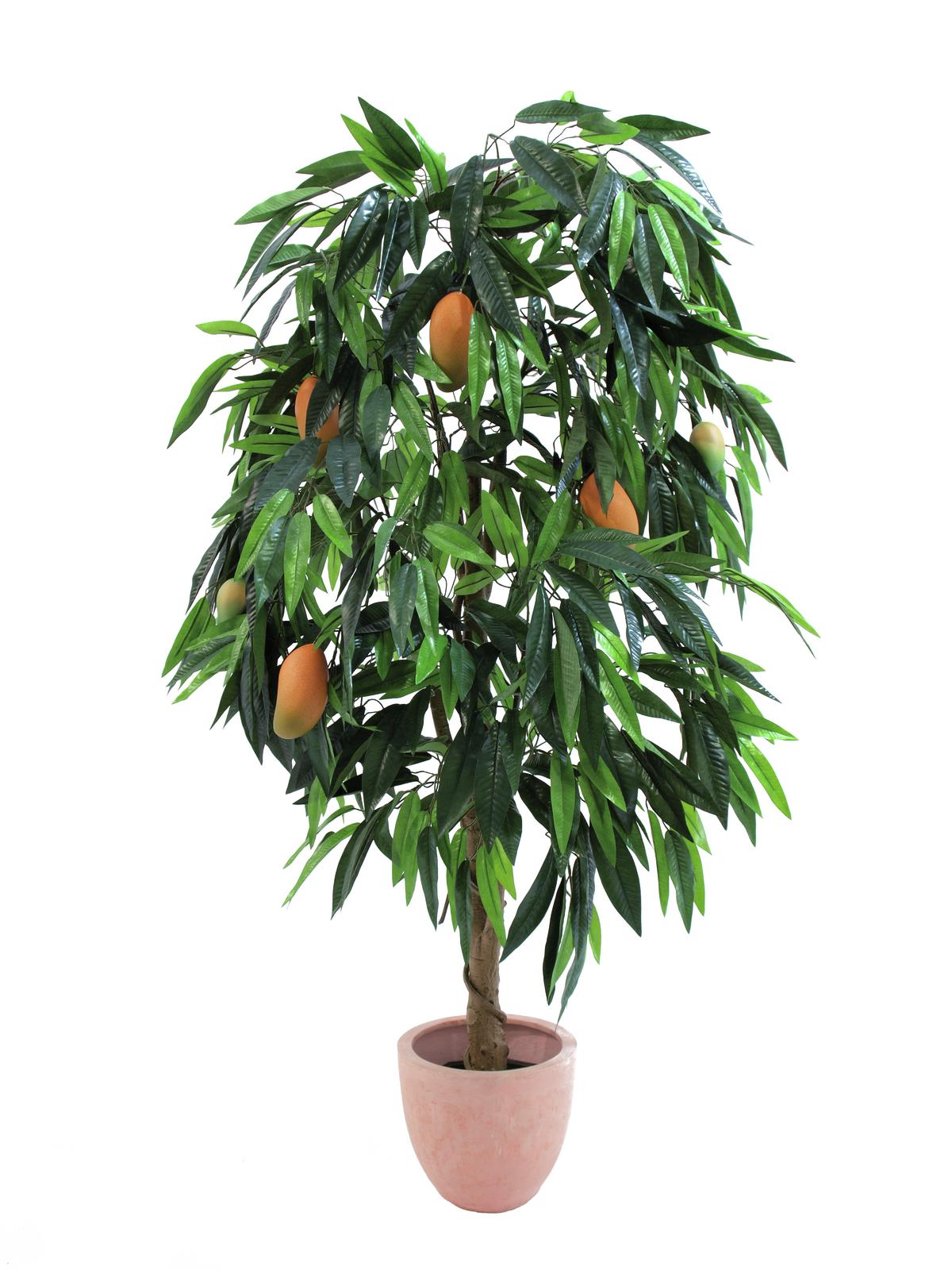 Mango s plody - přírodní kmen, 165cm