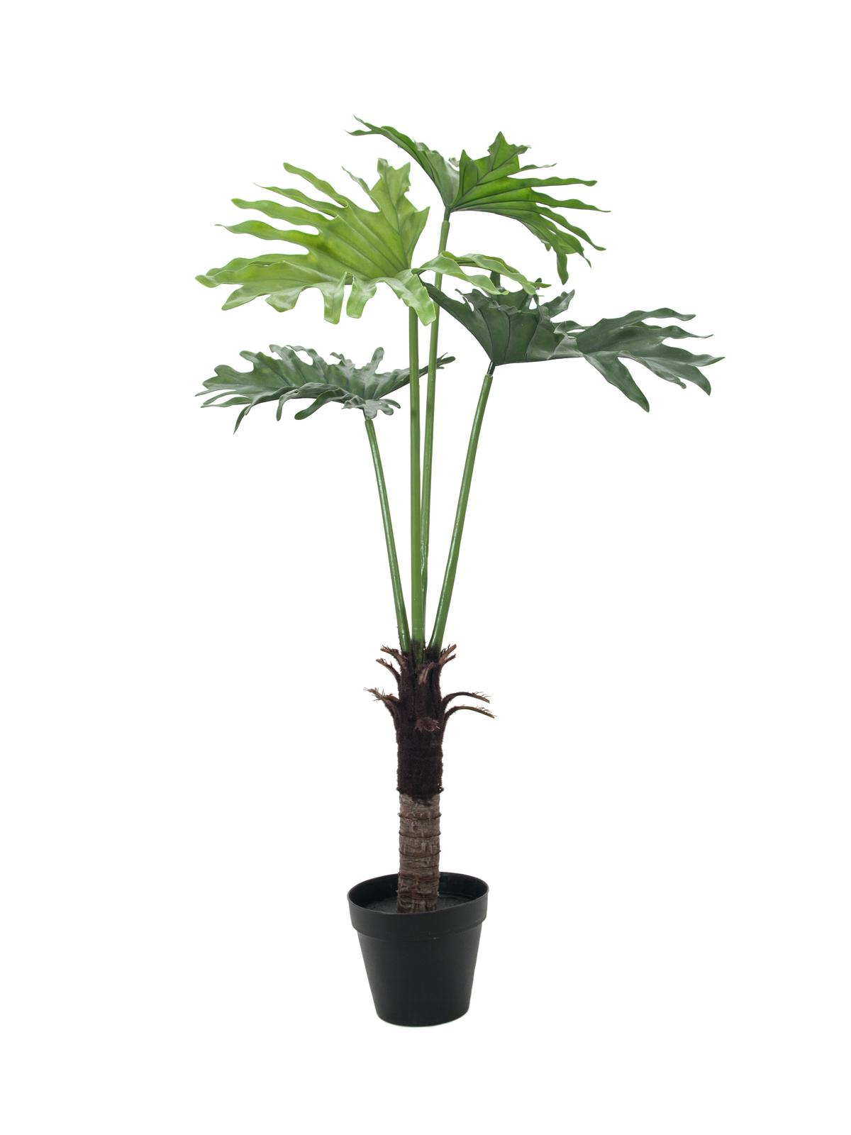 Splitphilodendron palma - 4 listy, 120cm