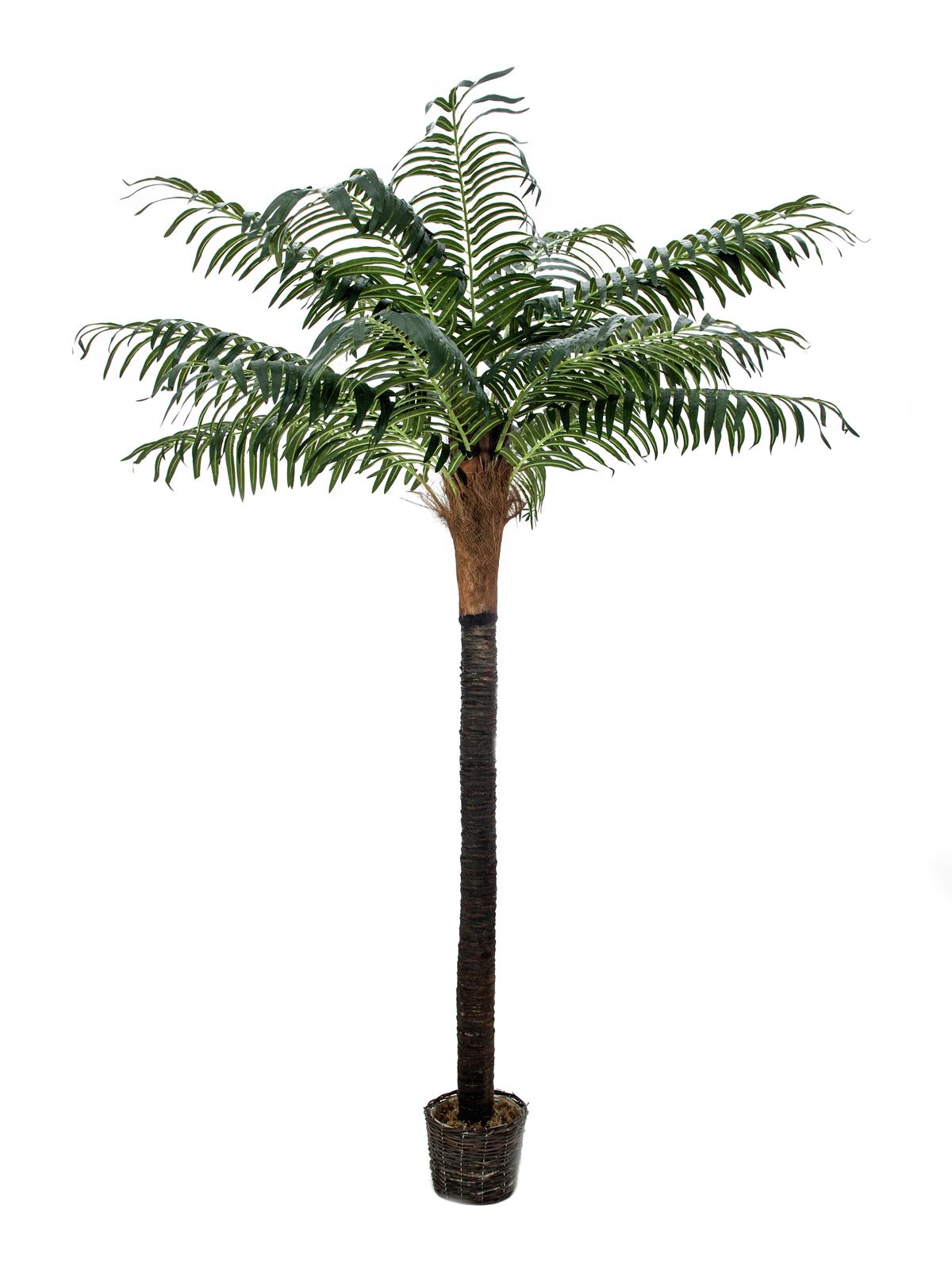 Phonix palma s přírodním kmenem v květináči, 210cm