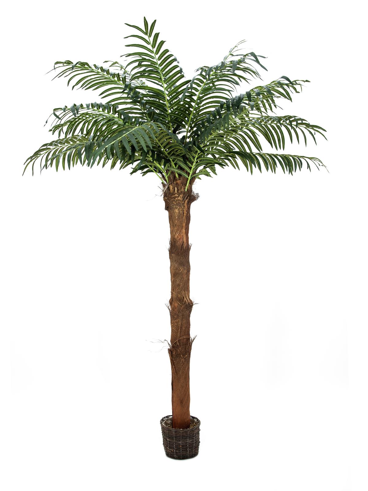Phoenix palma s přírodním kmenem v květináči, 210cm