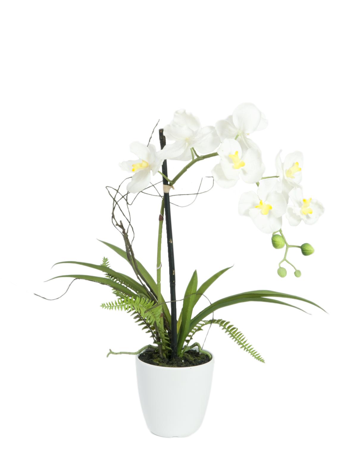 Bílá orchidej s květináčem - 8 květů, 62 cm