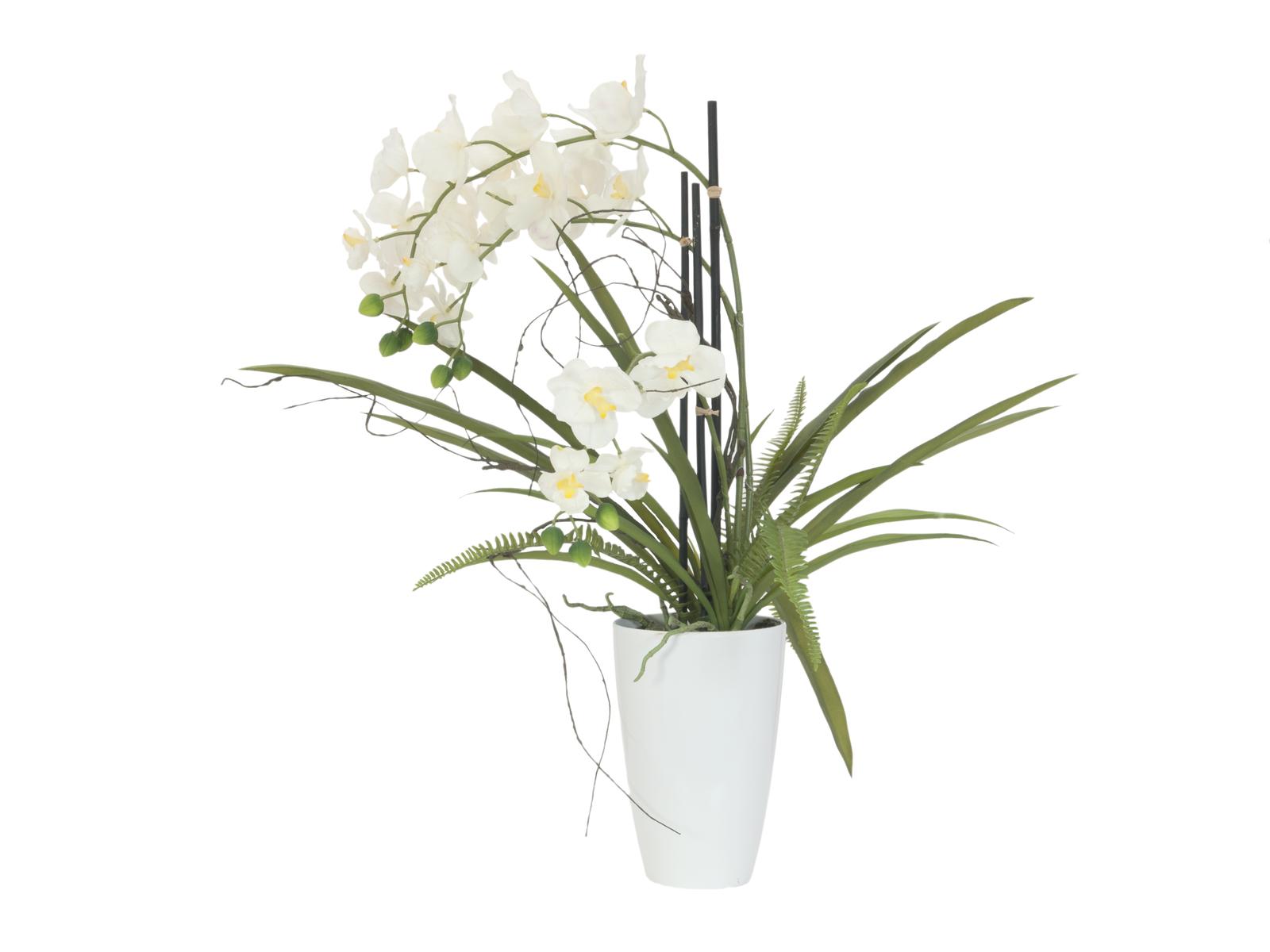 Bílá orchidej s květináčem - 24 květů, 70 cm