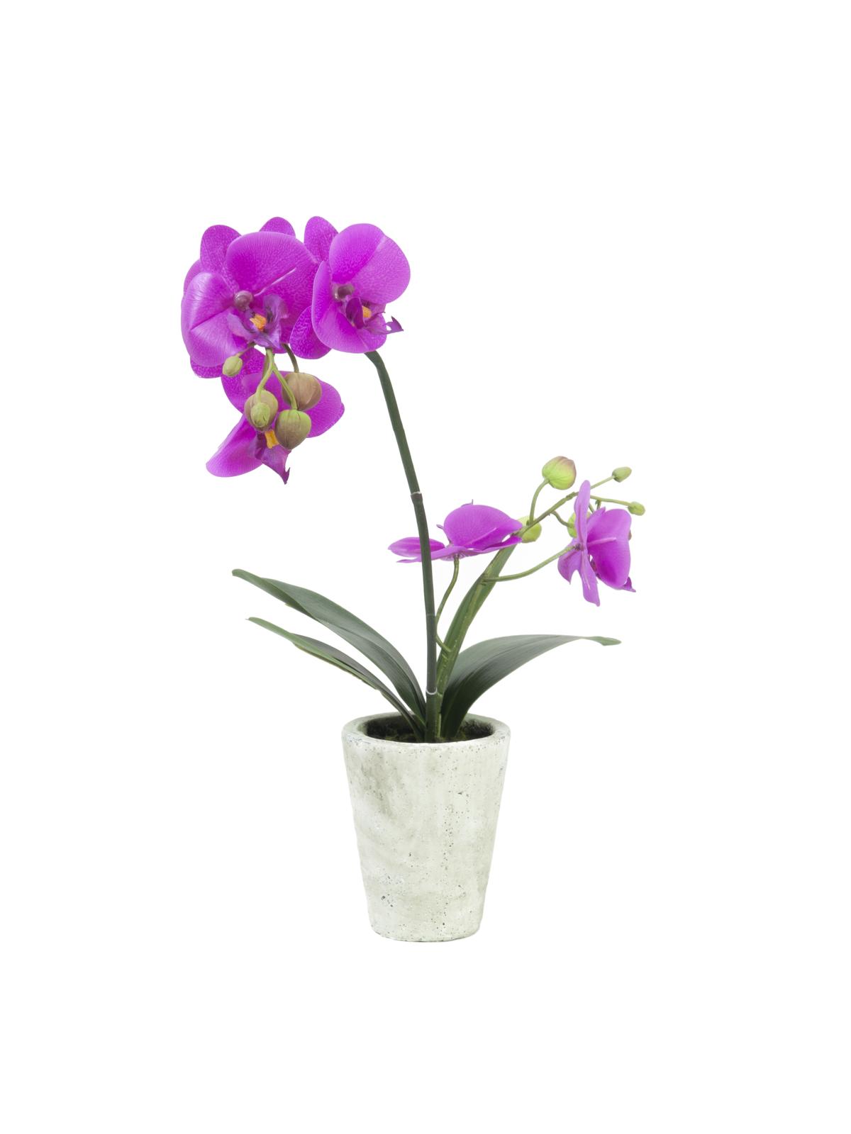 Fialová orchidej s květináčem - 6 květů, 56 cm