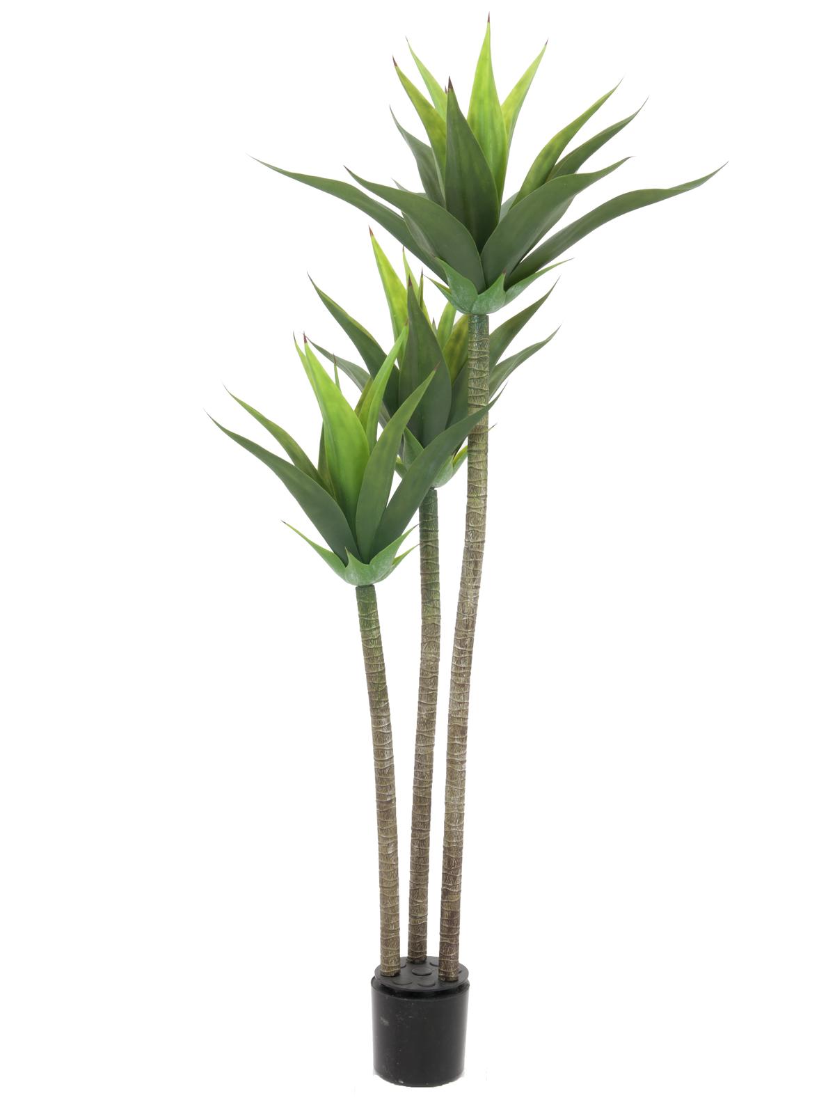 Yucca palma - 3 kmeny, 125cm