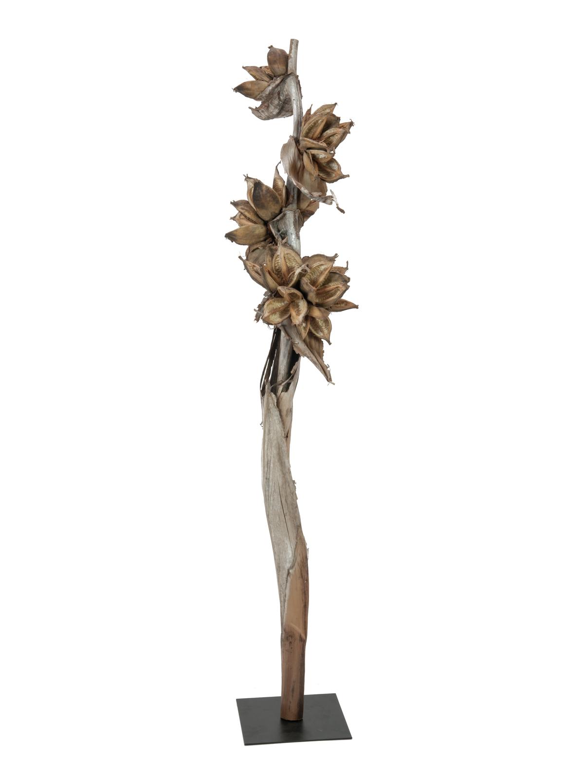 Sororoca větev přírodní 150 až 180cm