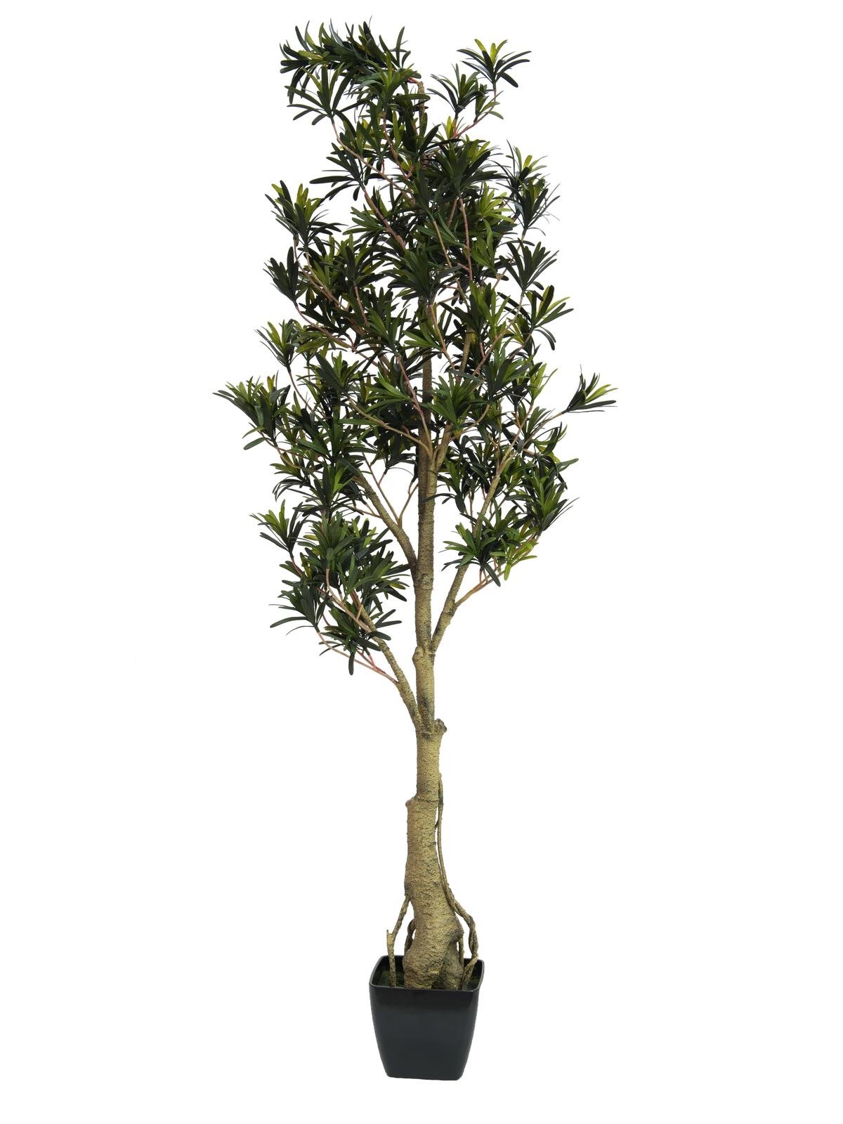 Podocarpus strom, 150cm