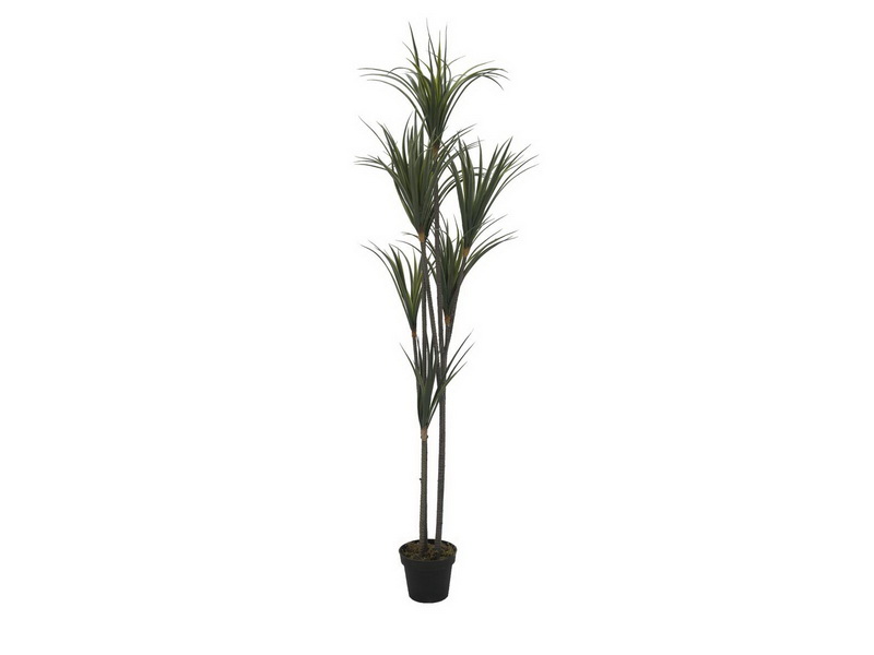 Yucca palma - 3 kmeny, 180cm