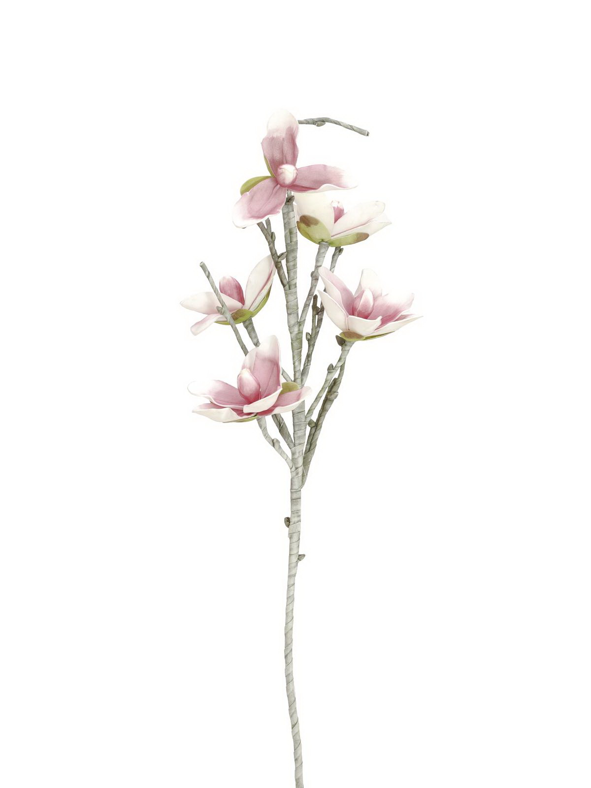 Magnólie bílo růžová, 100 cm