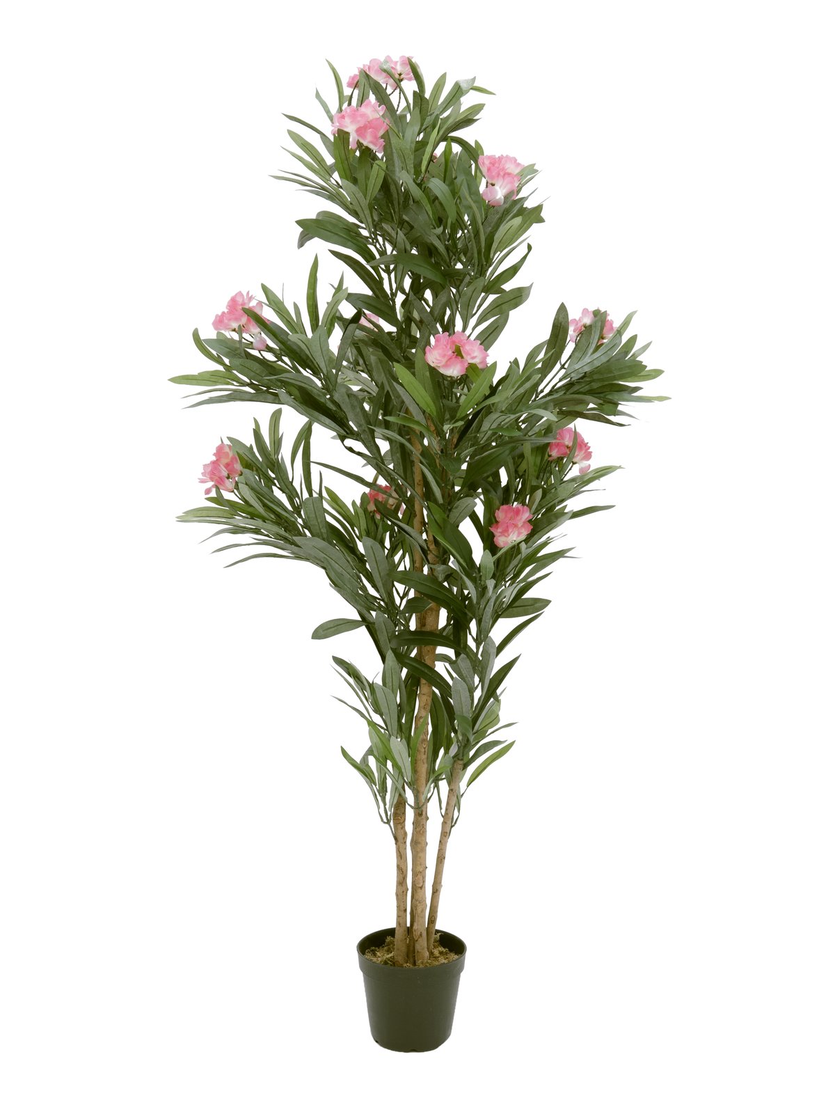 Oleandr s růžovými květy, 150 cm
